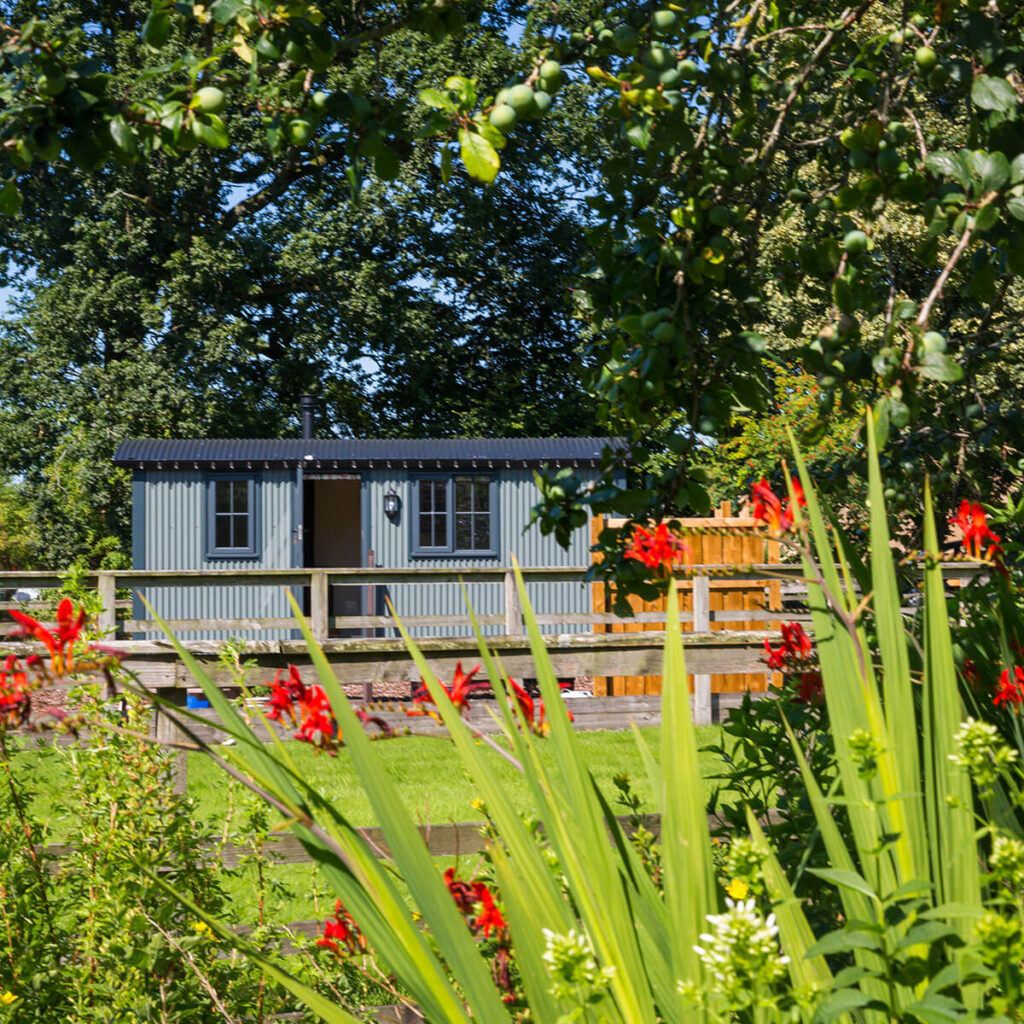 a shot of a shepherd hut, taken from distance looking through a wooden fence with lovely flowers red blooming in the foreground