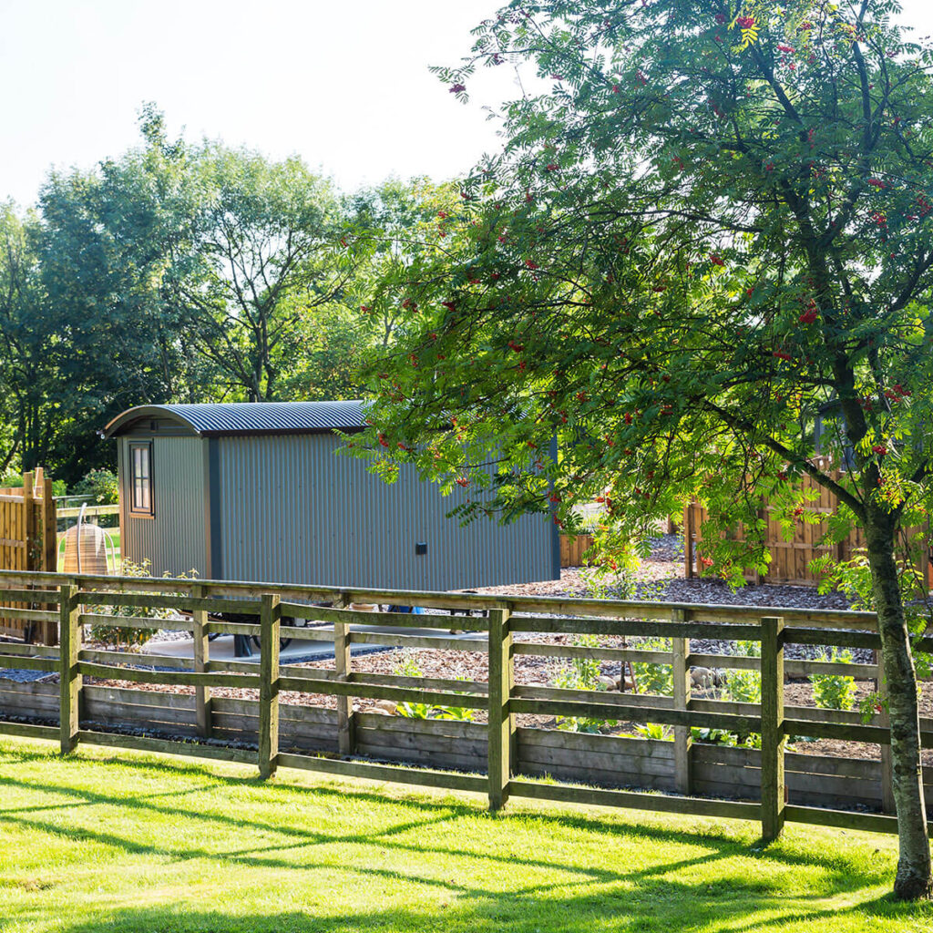 a rear view of one of the shepherd huts at Settledown retreats set among the trees in a sunlit paddock